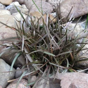 Chocolate Bar Plant - Carex berggrenii Live Plant - 2.5" Pot - Indoor/Outdoor - Image 2