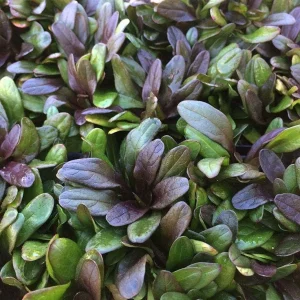Chocolate Chip Ajuga Live Plant – Carpet Bugle Groundcover – 4 inch Pot - Image 2