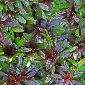 Chocolate Chip Ajuga Live Plant – Carpet Bugle Groundcover – 4 inch Pot - Image 1