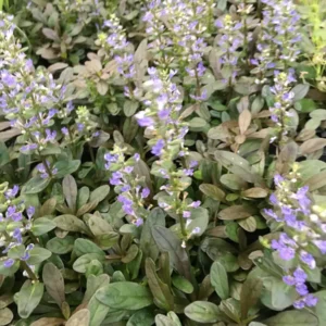 Chocolate Chip Ajuga Live Plant - Ground Cover - 3.5 Inch Pot - Outdoor - Image 3