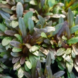 Chocolate Chip Ajuga Live Plant - Ground Cover - 3.5 Inch Pot - Outdoor - Image 1