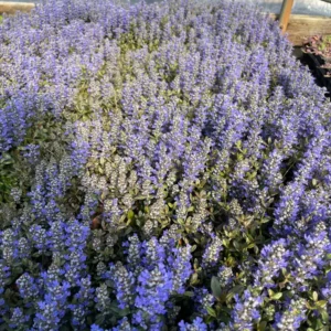 Chocolate Chip Ajuga Live Plant - Ground Cover - 3.5 Inch Pot - Outdoor - Image 4