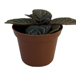 Chocolate Cream Flame Violet Episcia Live Plant - 2.5 inch Pot - Great House Plant - Image 2