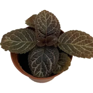 Chocolate Cream Flame Violet Episcia Live Plant - 2.5 inch Pot - Great House Plant - Image 1