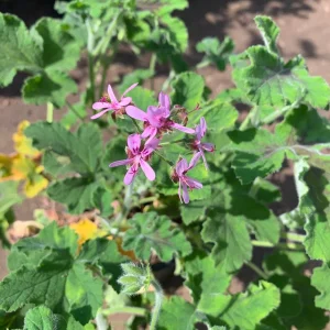 Chocolate Mint Geranium Live Plant - 1 Gallon Pot - Outdoor - Image 3