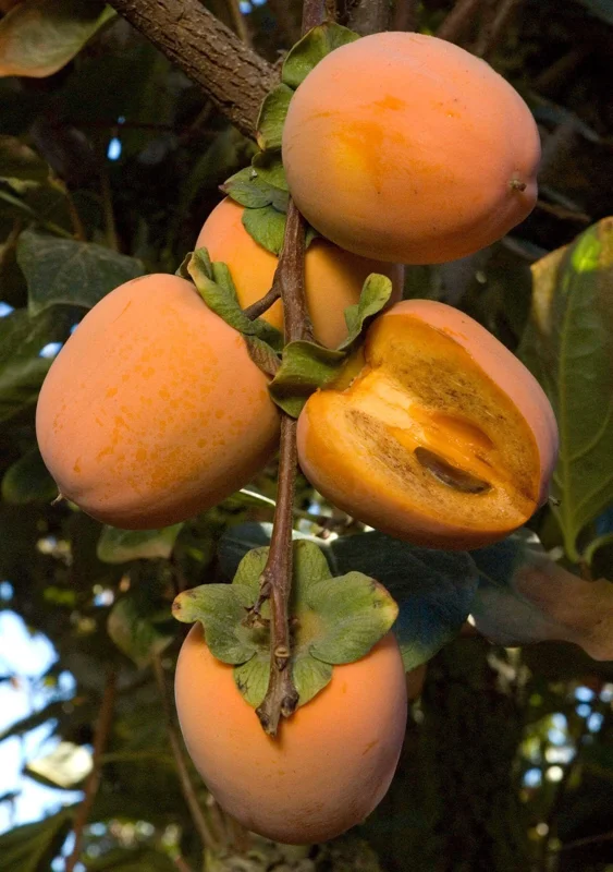 Chocolate Persimmon Tree - Live Plant - Grafted, 3-4 Feet Tall, 3 Gallon Pot - Image 1
