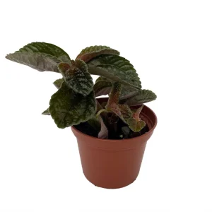 Chocolate Pilea Live Plant – Dark Foliage Houseplant – 2.5 inch Pot – Indoor - Image 2