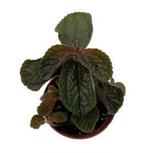 Chocolate Pilea Live Plant – Dark Foliage Houseplant – 2.5 inch Pot – Indoor - Image 1