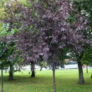 Chokecherry 'Canadian Red' Live Plant – 2.5