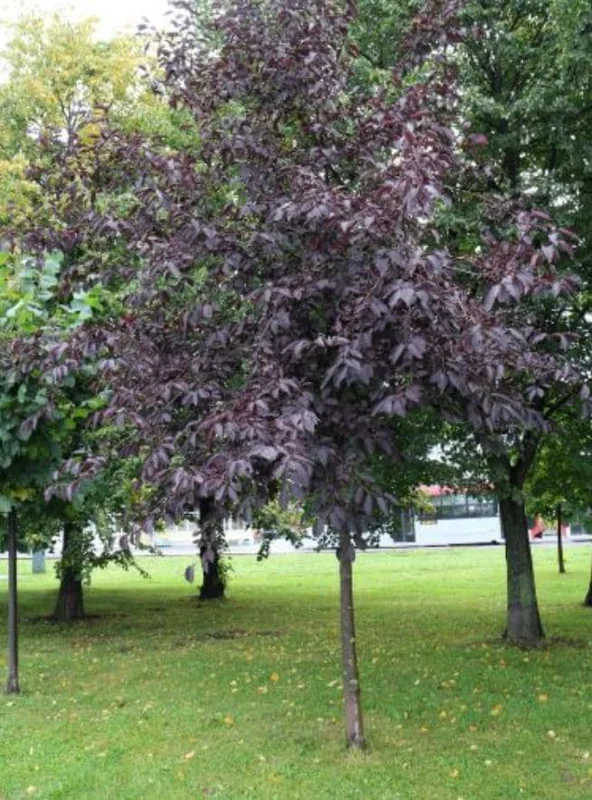 Chokecherry 'Canadian Red' Live Plant – 2.5" Pot – Colorful Foliage Tree - Image 10