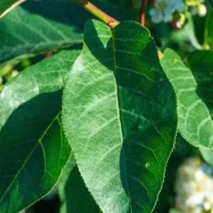 Chokecherry 'Canadian Red' Live Plant – 2.5" Pot – Colorful Foliage Tree - Image 2