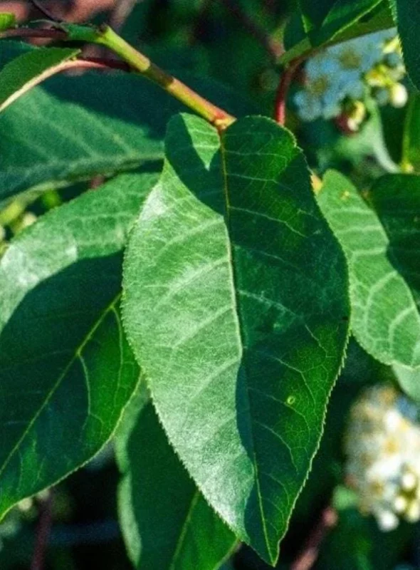 Chokecherry 'Canadian Red' Live Plant – 2.5" Pot – Colorful Foliage Tree - Image 2