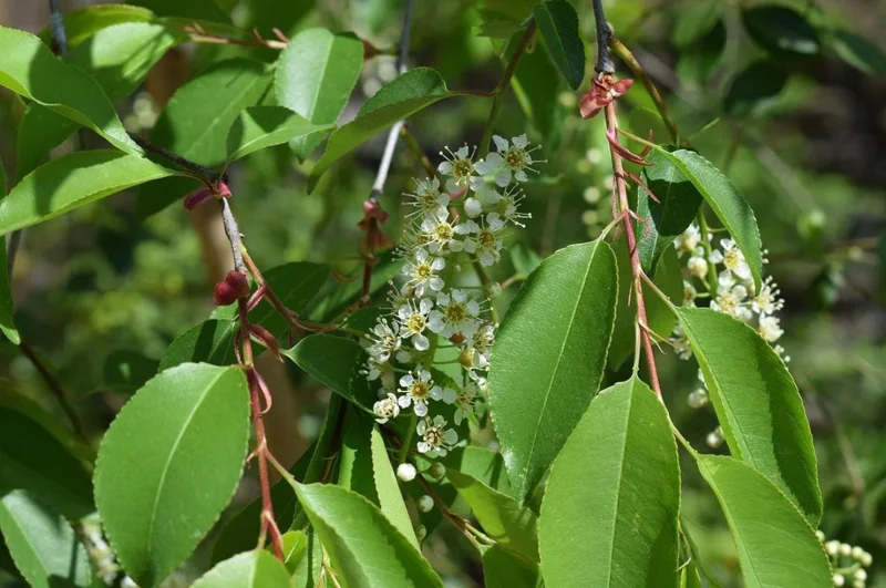 Chokecherry 'Canadian Red' Live Plant – 2.5" Pot – Colorful Foliage Tree - Image 3