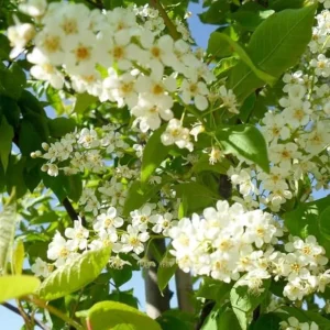 Chokecherry 'Canadian Red' Live Plant – 2.5