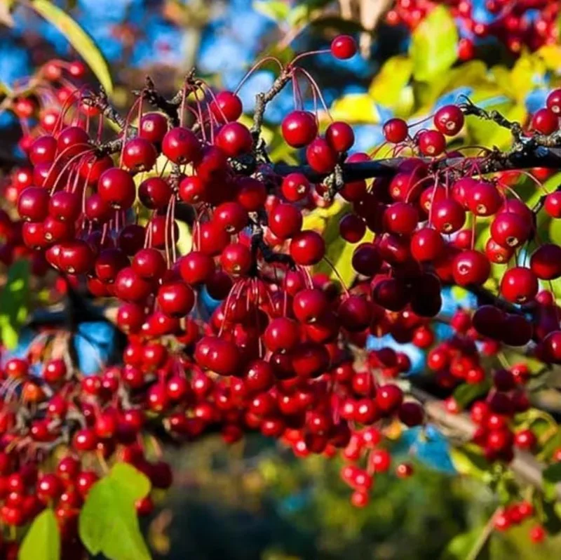 Chokecherry 'Canadian Red' Live Plant – 2.5" Pot – Colorful Foliage Tree - Image 5
