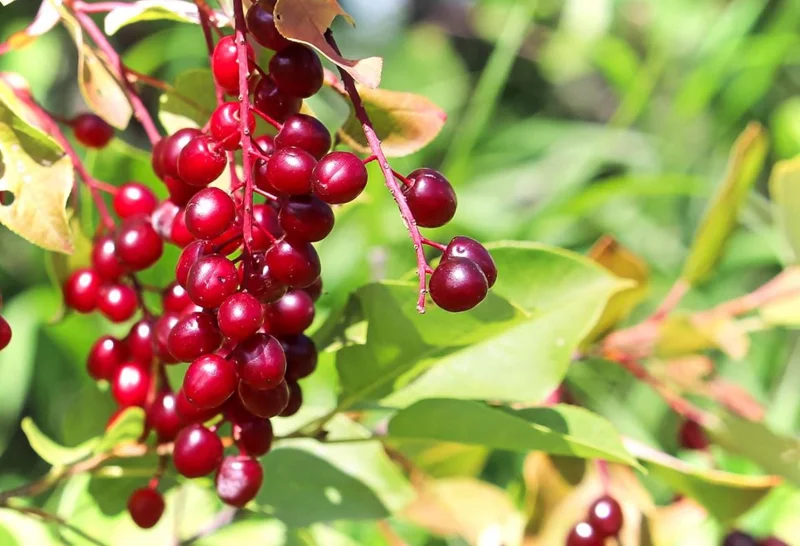 Chokecherry 'Canadian Red' Live Plant – 2.5" Pot – Colorful Foliage Tree - Image 6