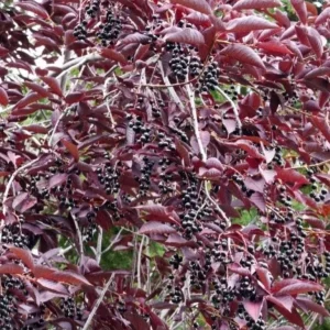 Chokecherry 'Canadian Red' Live Plant – 2.5
