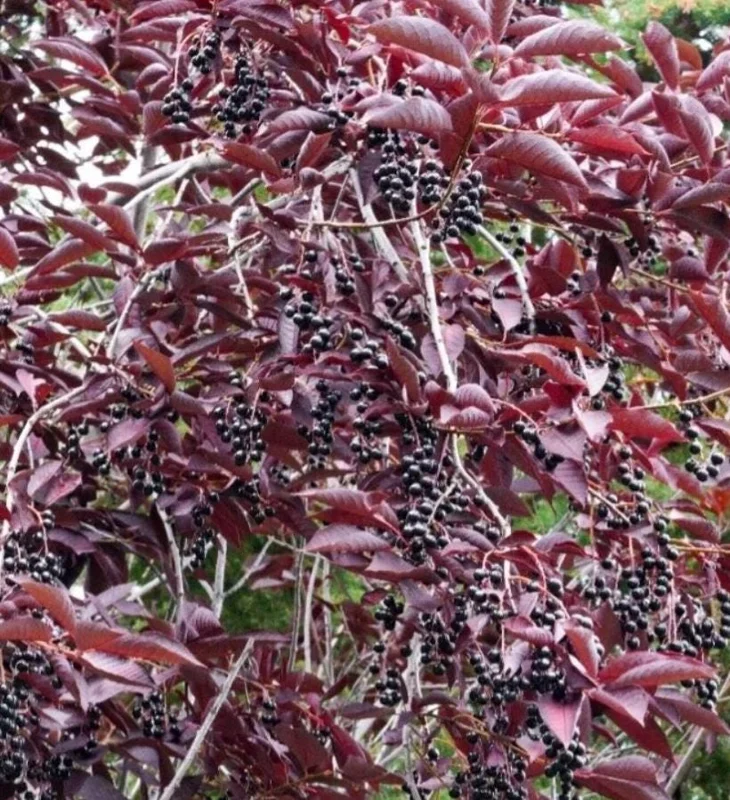 Chokecherry 'Canadian Red' Live Plant – 2.5" Pot – Colorful Foliage Tree - Image 7