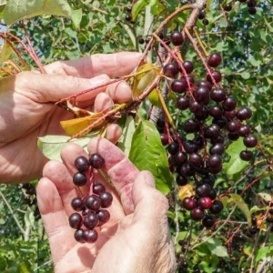 Chokecherry 'Canadian Red' Live Plant – 2.5