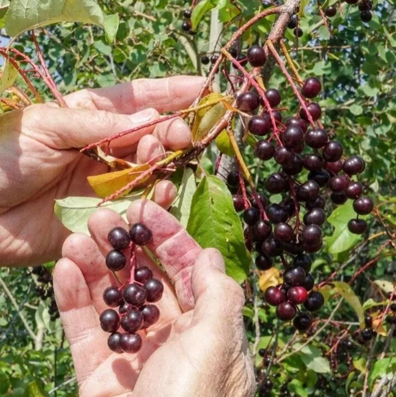 Chokecherry 'Canadian Red' Live Plant – 2.5" Pot – Colorful Foliage Tree - Image 8