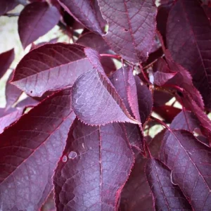 Chokecherry 'Canadian Red' Live Plant – 2.5