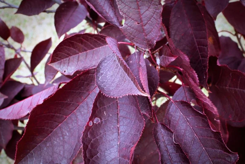 Chokecherry 'Canadian Red' Live Plant – 2.5" Pot – Colorful Foliage Tree - Image 9