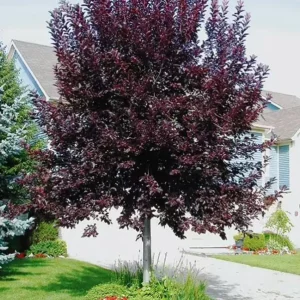 Chokecherry 'Canadian Red' Live Plant – 2.5" Pot – Colorful Foliage Tree - Image 1
