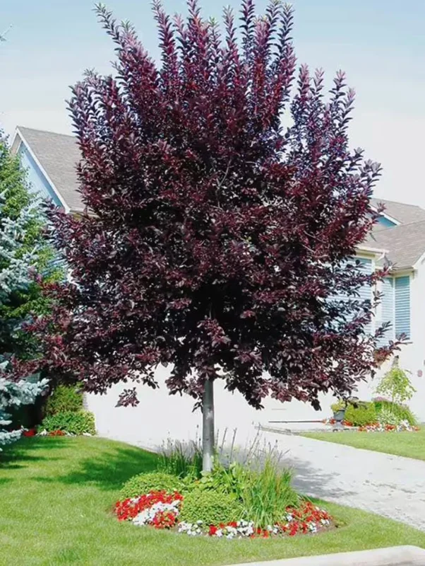 Chokecherry 'Canadian Red' Live Plant – 2.5" Pot – Colorful Foliage Tree - Image 1