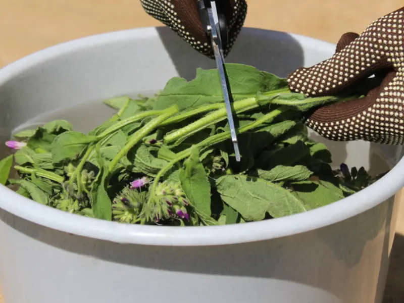 chop comfrey leaves