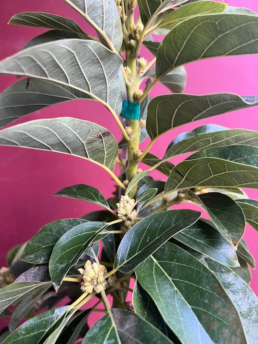 Choquette Avocado Tree - Live Grafted Plant, 3 Gallon Pot, Outdoor Fruit - Image 10