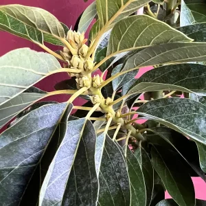 Choquette Avocado Tree - Live Grafted Plant, 3 Gallon Pot, Outdoor Fruit - Image 2