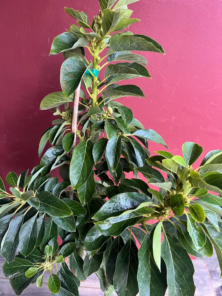 Choquette Avocado Tree - Live Grafted Plant, 3 Gallon Pot, Outdoor Fruit - Image 3