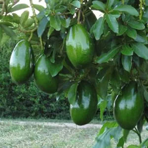 Choquette Avocado Tree - Live Grafted Plant, 3 Gallon Pot, Outdoor Fruit - Image 1