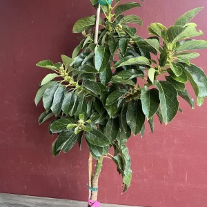 Choquette Avocado Tree - Live Grafted Plant, 3 Gallon Pot, Outdoor Fruit - Image 4