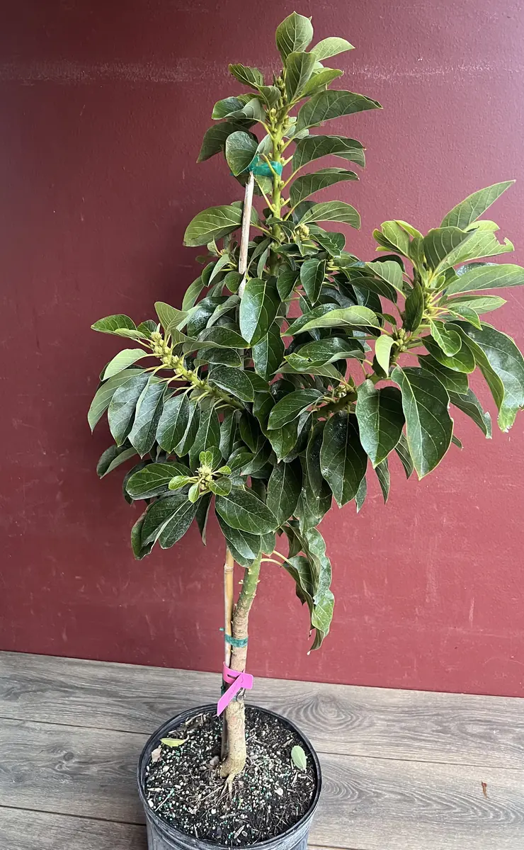 Choquette Avocado Tree - Live Grafted Plant, 3 Gallon Pot, Outdoor Fruit - Image 4