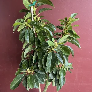 Choquette Avocado Tree - Live Grafted Plant, 3 Gallon Pot, Outdoor Fruit - Image 6