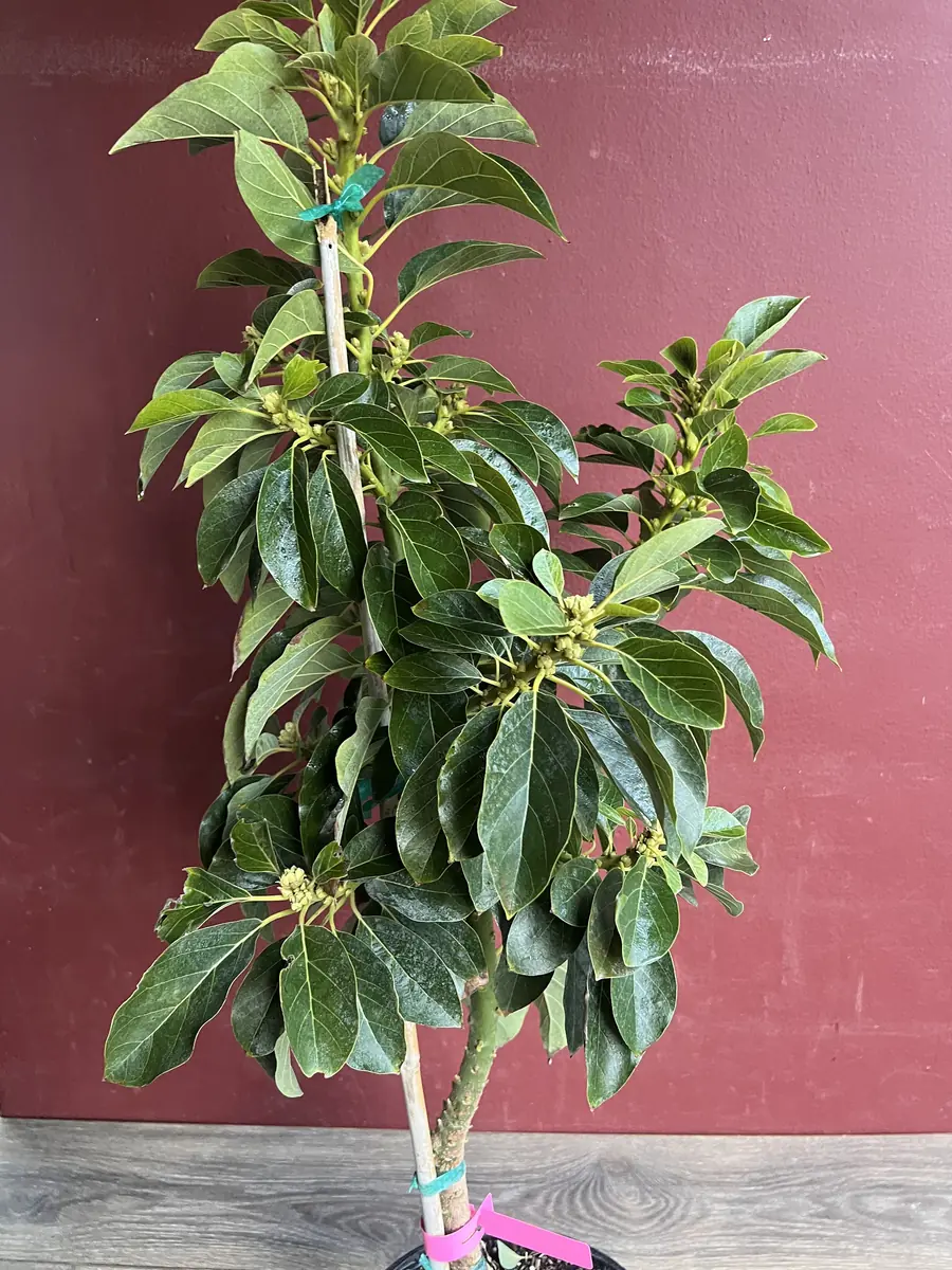 Choquette Avocado Tree - Live Grafted Plant, 3 Gallon Pot, Outdoor Fruit - Image 6