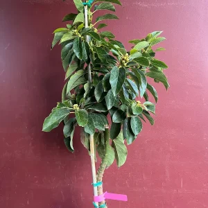 Choquette Avocado Tree - Live Grafted Plant, 3 Gallon Pot, Outdoor Fruit - Image 7