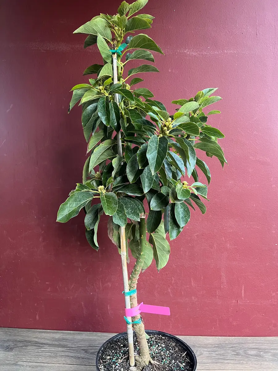 Choquette Avocado Tree - Live Grafted Plant, 3 Gallon Pot, Outdoor Fruit - Image 7
