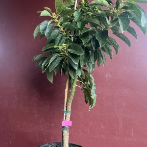 Choquette Avocado Tree - Live Grafted Plant, 3 Gallon Pot, Outdoor Fruit - Image 8
