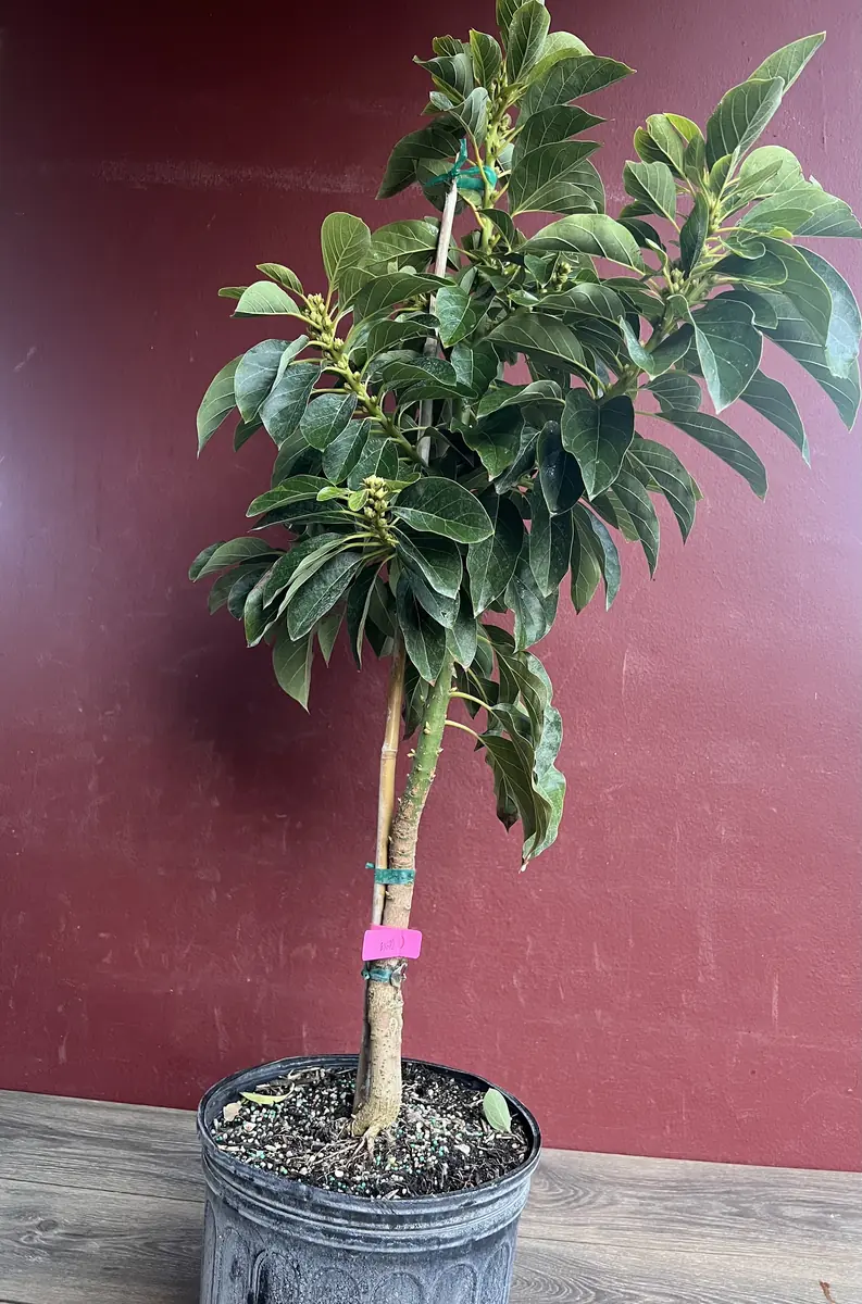 Choquette Avocado Tree - Live Grafted Plant, 3 Gallon Pot, Outdoor Fruit - Image 8