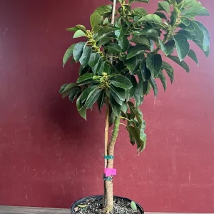 Choquette Avocado Tree - Live Grafted Plant, 3 Gallon Pot, Outdoor Fruit - Image 9