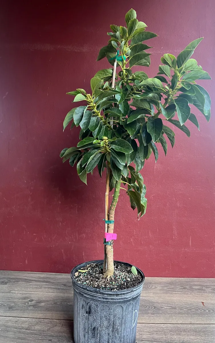 Choquette Avocado Tree - Live Grafted Plant, 3 Gallon Pot, Outdoor Fruit - Image 9