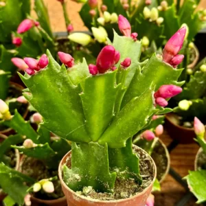 Christmas Cactus Live Plant - Flowering Houseplant - 2, 4, 6 inch Pot - Image 3