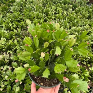 Christmas Cactus Live Plant - Flowering Houseplant - 2, 4, 6 inch Pot - Image 4