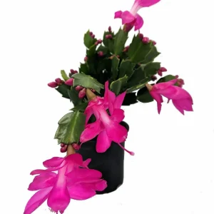 Christmas Cactus Live Plant - Zygocactus - 2.5 inch Pot - Indoor Houseplant - Image 3