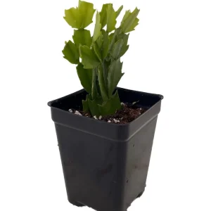 Christmas Cactus Live Plant - Zygocactus - 2.5 inch Pot - Indoor Houseplant - Image 1