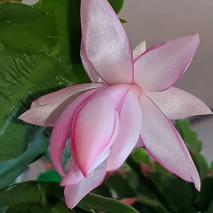 Christmas Cactus Live Plant - Zygocactus - 2.5 inch Pot - Indoor Houseplant - Image 5