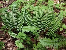 Christmas Fern Bulbs - 20 Count Polystichum Acrostichoides - Evergreen Perennial - Image 1