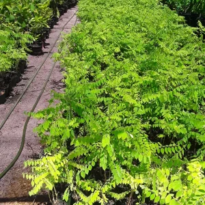 Chùm Ruột Tropical Gooseberry Live Plant - 1 Foot Tall in 6